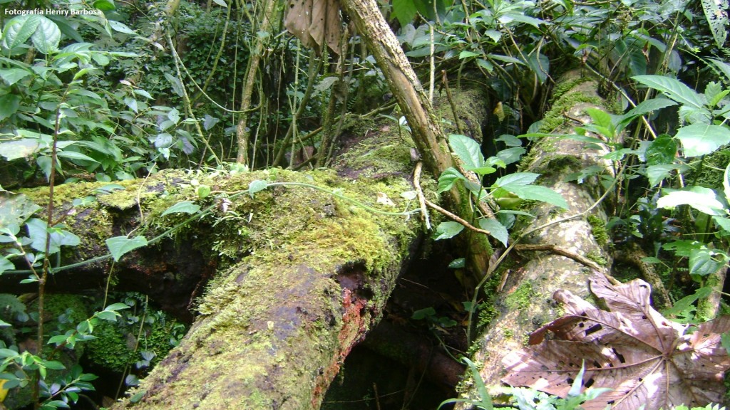 Dentro de la exuberancia del bosque es común encontrar gigantes caídos como estos dos cedros cubiertos de musgo y líquenes. Fotografía Henry Barbosa