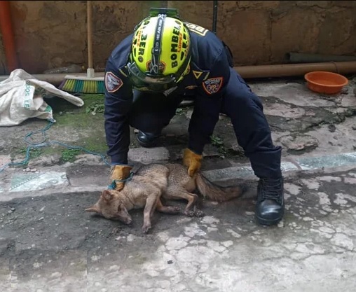 Bomberos de San Antonio del Tequendama rescatan a un zorro de páramo