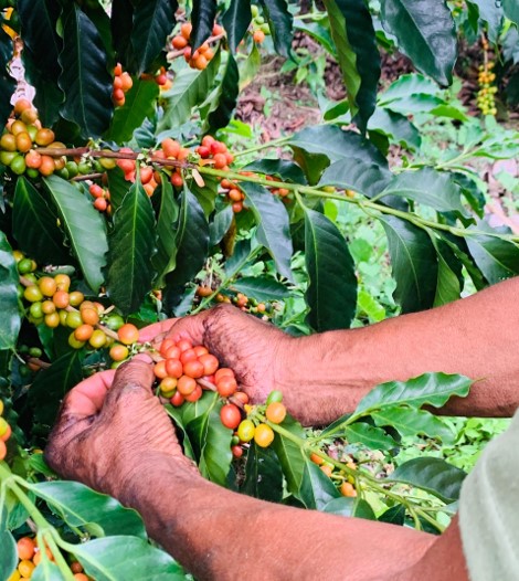 El café que se cultiva y consume en Colombia será insignia nacional